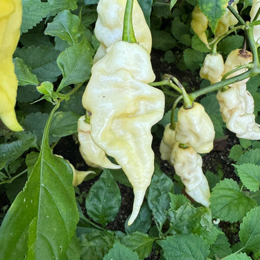 White Knight - Seeds - The Pepper Pantry (Formerly Marie Sharp's)